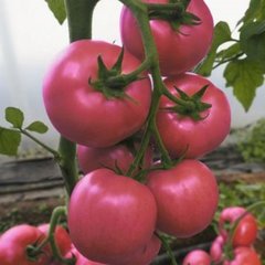 Семена розового томата Сиберите F1, 100 шт