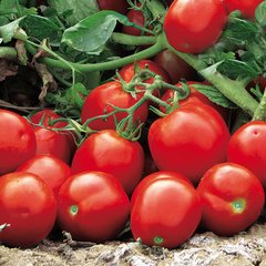 Насіння томату Апгрейд F1, 1000 насінин