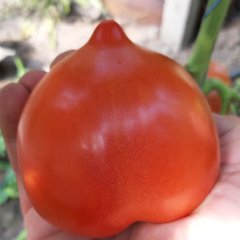 Насіння томату Нікса F1, 100 шт