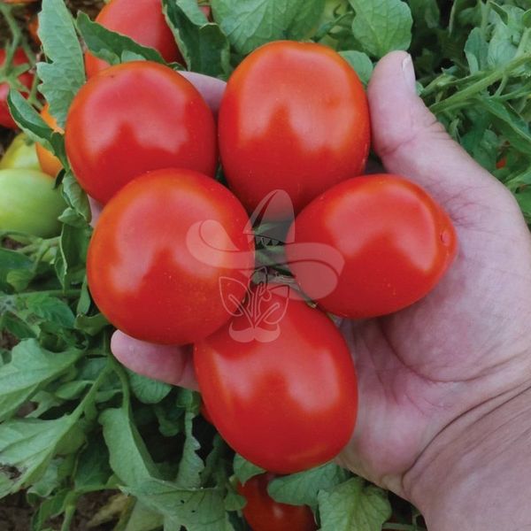 Насіння томату Баста F1, 1000 шт