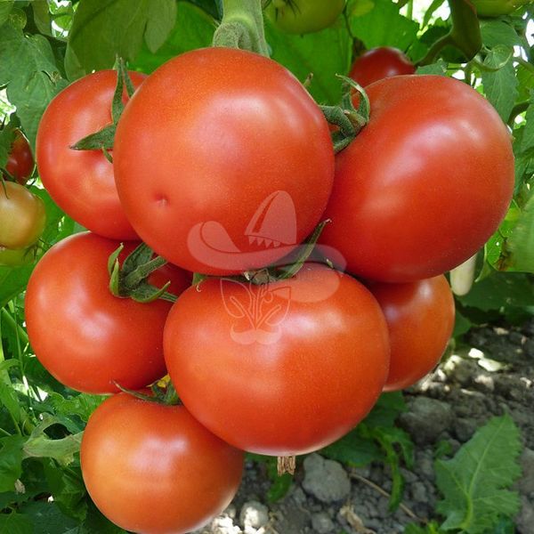 Насіння томату Ронда (Ronda F1), 100 шт