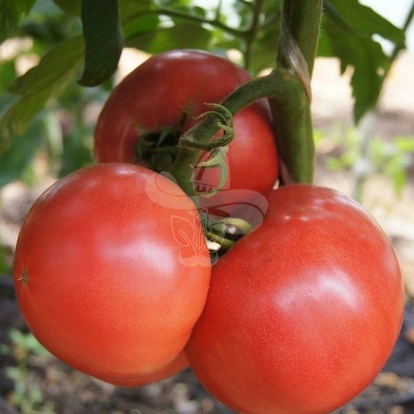 Насіння томату Леді Досконалість, 0,5 г
