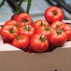 Насіння томату Фантастіна F1, 500 насінин
