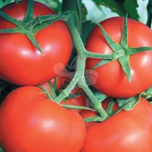 Насіння томату Фантастіна F1, 500 насінин