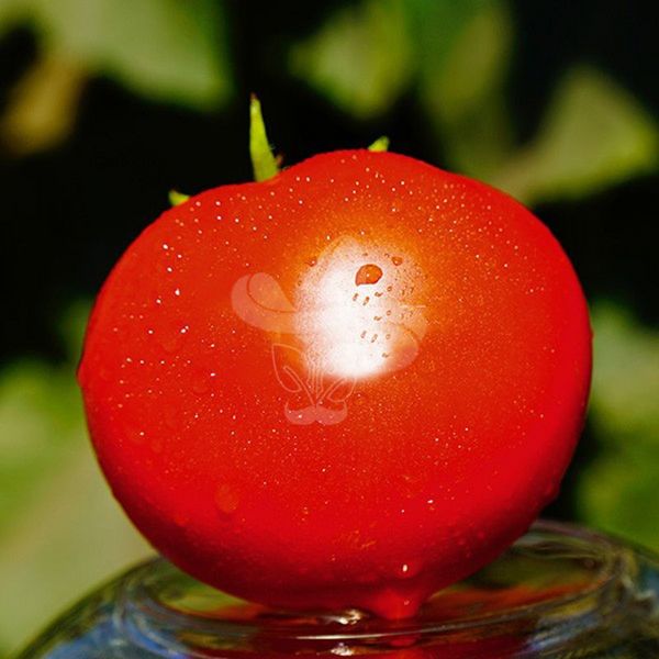 Насіння томату Каста (Супернова) F1, 1000 шт