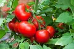 Насіння томату Лінда F 1, 1000 насінин