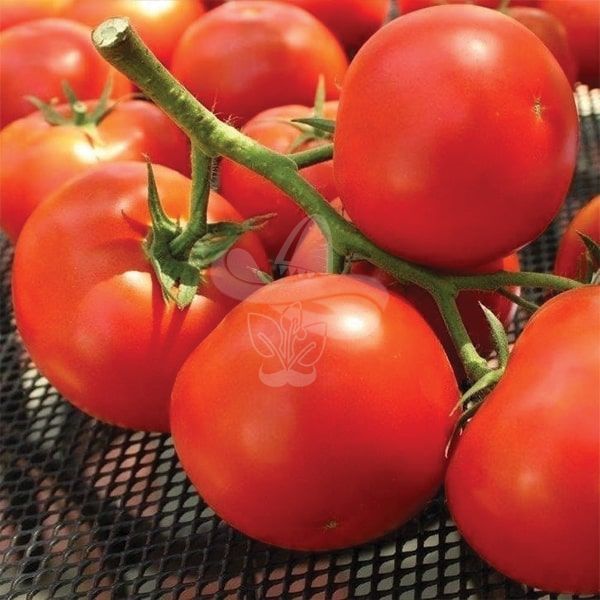 Насіння томату Бостіна F1, 500 насінин