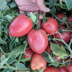 Насіння рожевого томату Пінк Крос F1 (LS 09/46) F1, 1000 шт