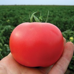 Насіння томату Пінк Буш F1, 1000 насінин