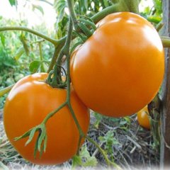 Насіння жовтого томату Нуксі F1 (KS 17 F1), 500 шт