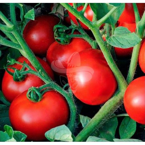 Насіння томату Акела F1, 1000 шт