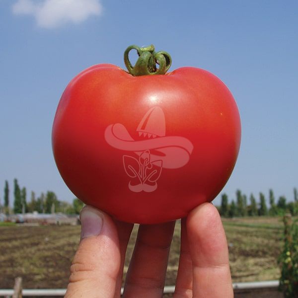 Насіння томату Акела F1, 1000 шт