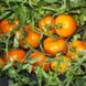 Насіння жовтого томату Нуксі F1 (KS 17 F1), 500 шт