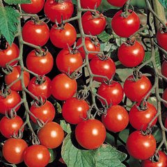 Насіння томату Чері Блоссом F1, 500 насінин