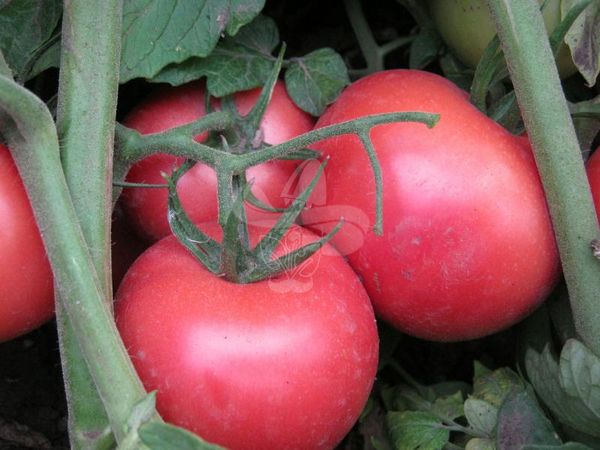 Насіння рожевого томату Пінк, 0,5 г