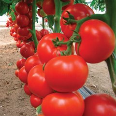 Насіння томату Черокі F1, 500 насінин