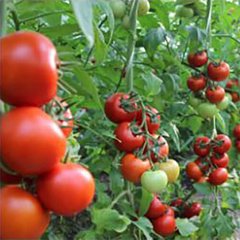 Насіння томату Дантіна F1, 500 насінин