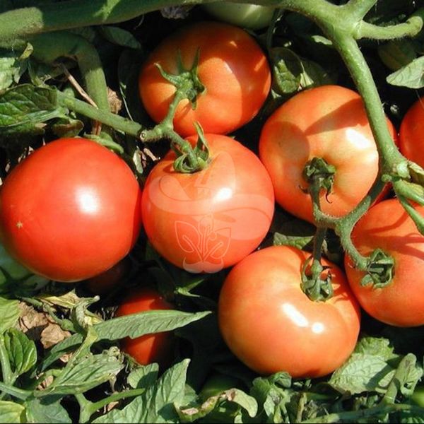 Насіння томату Багіра F1, 5 г