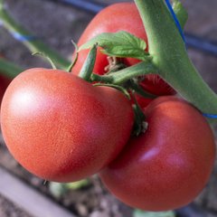 Насіння рожевого томату Панамера F1, 250 шт