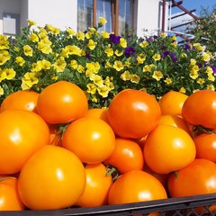 Насіння томату жовтого Рані F1, 100 шт