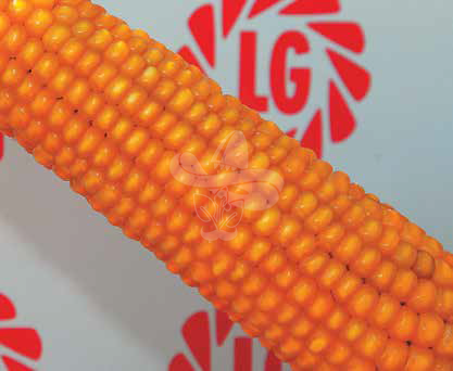 Насіння кукурудзи ЛГ 3255