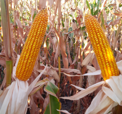 Семена кукурузы ЛГ 30273