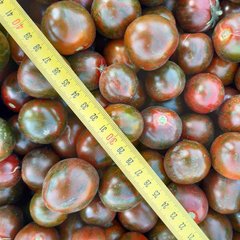 Насіння томату Аріка F1, 250 шт