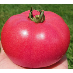 Насіння томату Розалба F1 (TL12774), 250 насінин