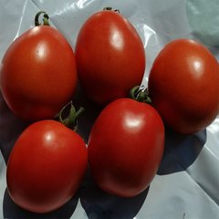 Насіння томату Хантер F1, 500 насінин