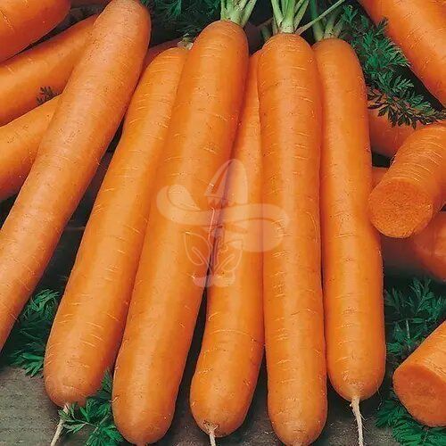 Насіння моркви Монанта, 50 г