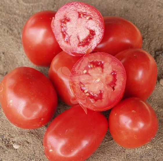 Насіння томату Ріо Гранде, 0,5 г