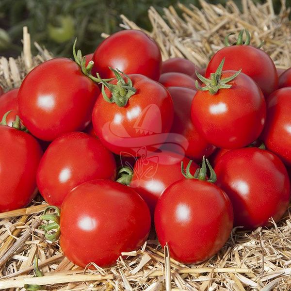 Насіння томату Асвон F1, 1000 шт