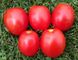 Насіння томату Хантер F1, 500 насінин