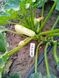 Семена кабачка Рэнди INX 5286 F1, 1000 шт