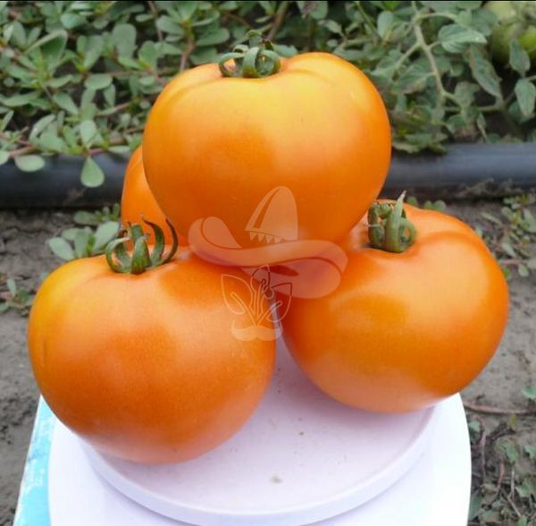 Насіння помаранчевого томату Солідо F1, 500 шт
