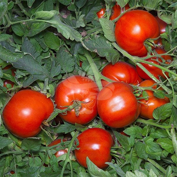 Насіння томату Аніта F1, 500 шт