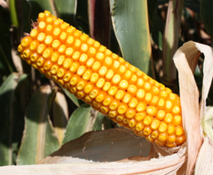 Семена кукурузы ЛГ 30254