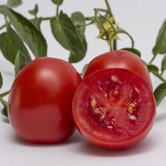 Насіння томату Чезена F1, 1000 шт