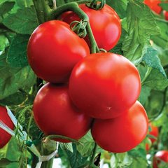 Насіння томату Полфаст F1, 1000 шт