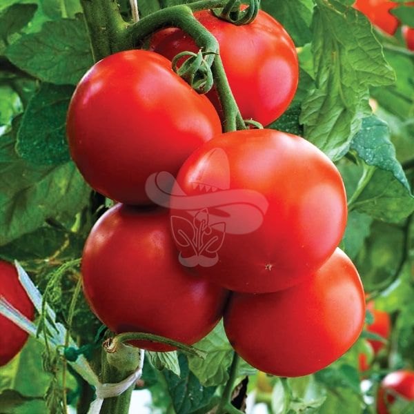 Насіння томату Полфаст F1, 1000 шт