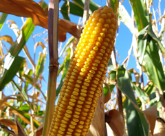 Семена кукурузы ЛГ 31330