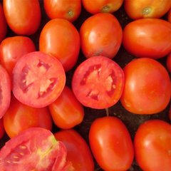 Насіння томату Салерно F1, 1000 шт