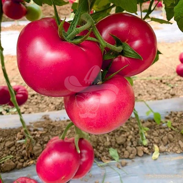 Насіння рожевого томату Пінк Ід (Айді) F1, 500 шт