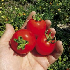 Насіння томату Кентавр F1, 1000 шт