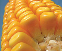 Семена кукурузы ЛГ 3350