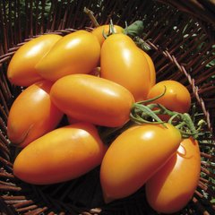 Насіння помаранчевого томату Оранж Плам F1, 500 шт
