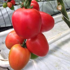 Насіння рожевого томату Конго F1, 250 шт