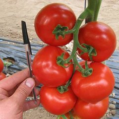 Насіння томату Ядвіга F1, 100 шт