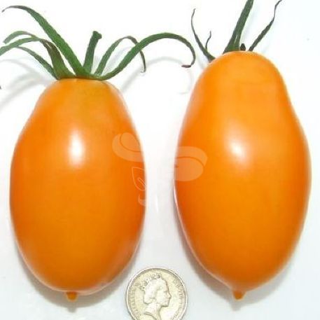 Насіння помаранчевого томату Оранж Плам F1, 500 шт