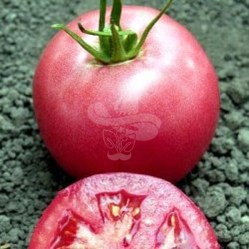 Насіння рожевого томату Пінк Унікум F1, 250 шт